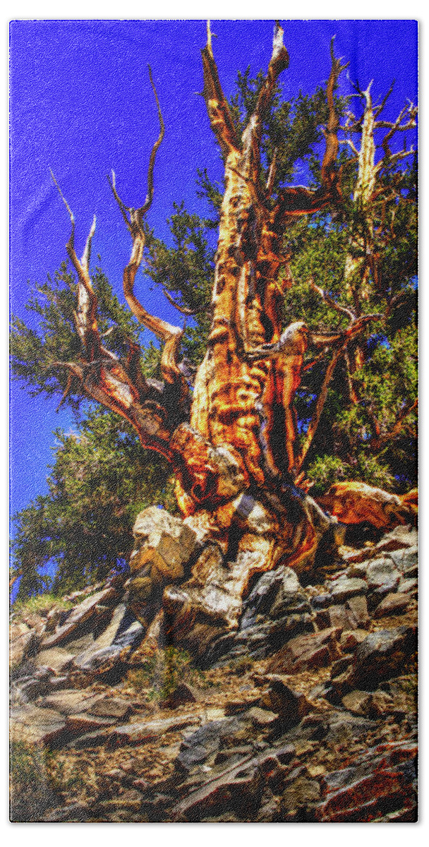 California Beach Towel featuring the photograph Ancient Bristlecone Pine Forest by Roger Passman