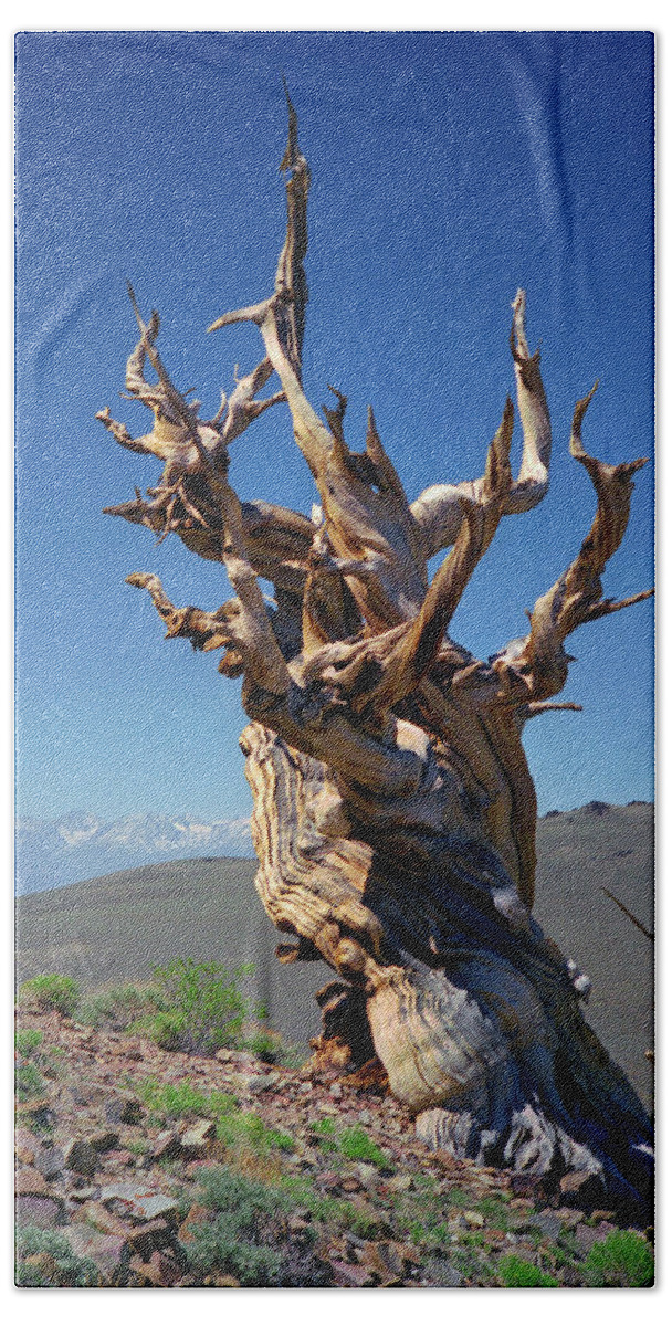 Bristlecone Pine Beach Towel featuring the photograph Ancient Bristlecone Pine Tree Composition 2, Inyo National Forest, White Mountains, California by Kathy Anselmo