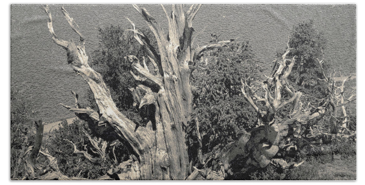 Bristlecone Pine Beach Towel featuring the photograph Ancient Bristlecone Pine Tree, Composition 9 selenium sepia toned, Inyo National Forest, California by Kathy Anselmo