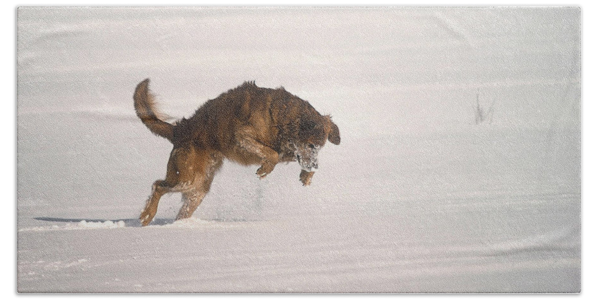 Golden Retriever Beach Towel featuring the photograph Andy - On The Hunt by DArcy Evans