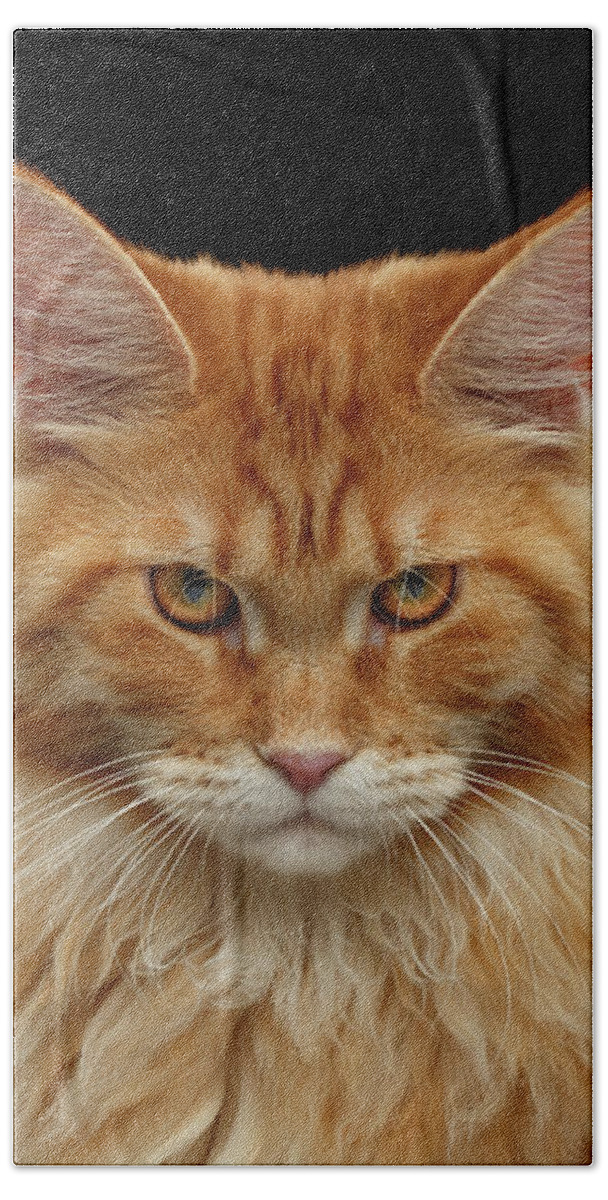 Angry Beach Towel featuring the photograph Angry Ginger Maine Coon Cat Gazing on Black background by Sergey Taran