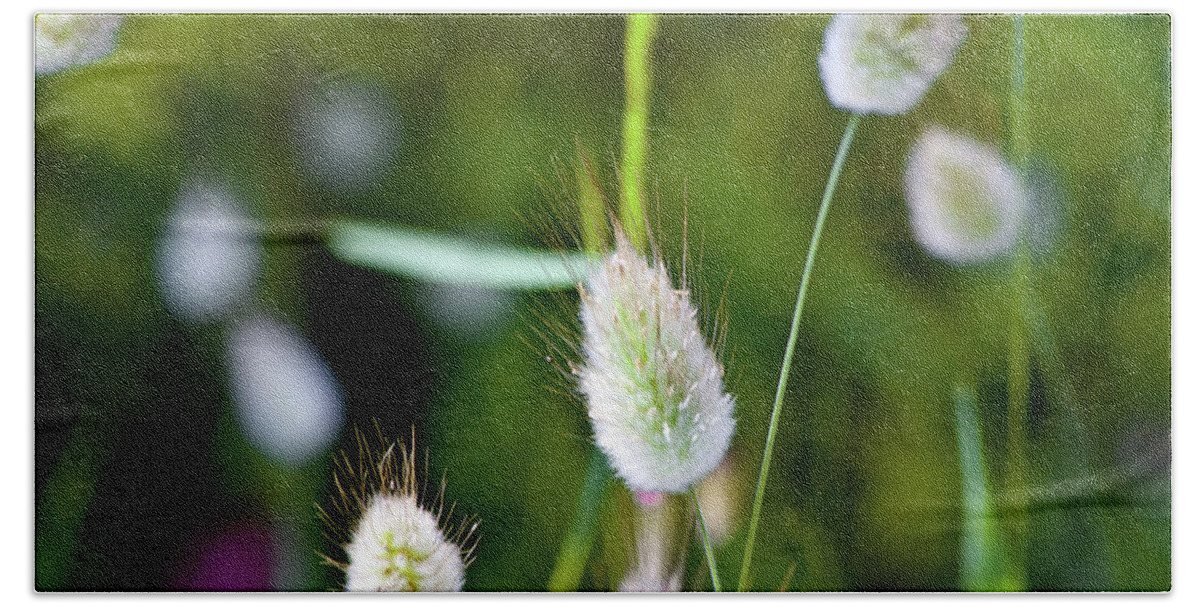 Hare's Tail Beach Towel featuring the photograph Hare's Tail Grass by Miroslava Jurcik