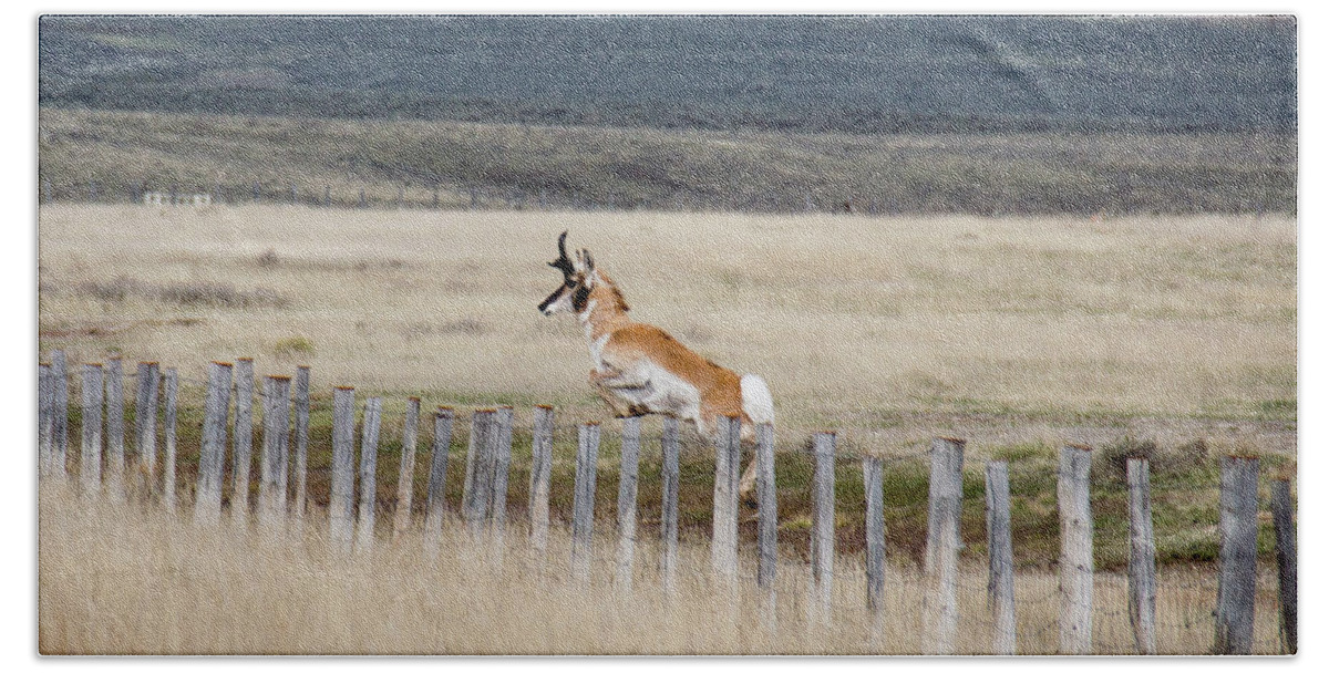 Antelope Beach Sheet featuring the photograph Antelope jumping fence 1 by Rebecca Margraf