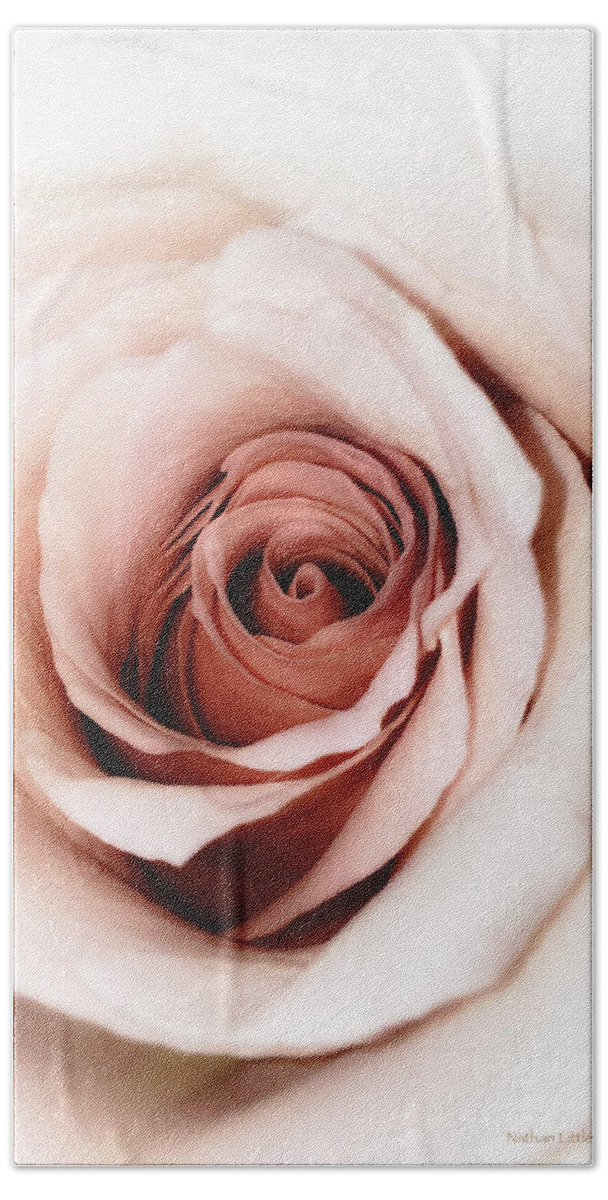 Vintage Beach Sheet featuring the photograph Antique Rose by Nathan Little