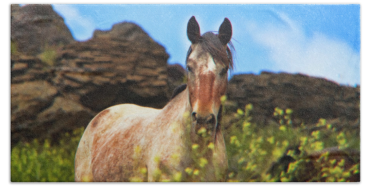 Horses Beach Towel featuring the photograph Appaloosa Mustang in the Wild. by Waterdancer