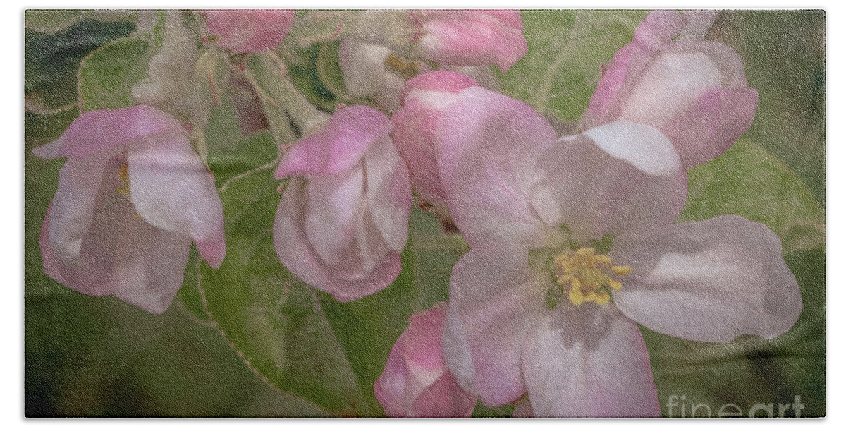 Apple Blossoms Beach Towel featuring the photograph Apple blossoms 1 by Claudia M Photography