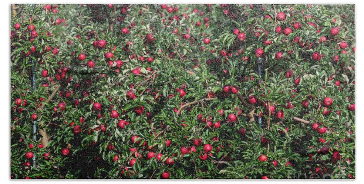 New York Beach Towel featuring the photograph Apples by John Greim