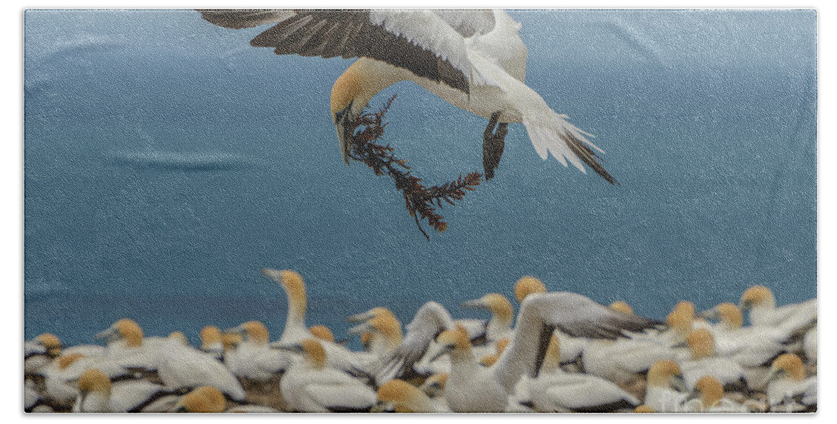 Bird Beach Towel featuring the photograph Applying the Brakes by Werner Padarin