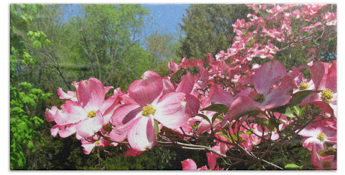 Pink Dogwood Tree Beach Towel featuring the photograph April in Bloom by Nancy Patterson