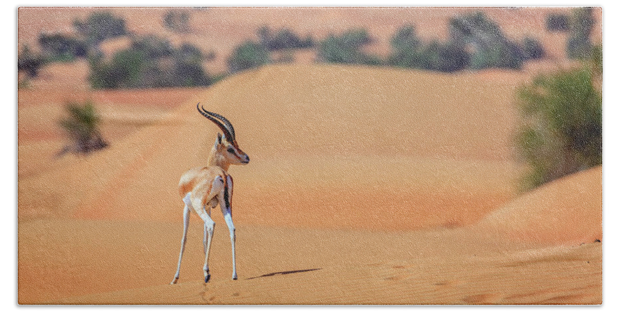 Arabian Beach Sheet featuring the photograph Arabian Gazelle by Alexey Stiop