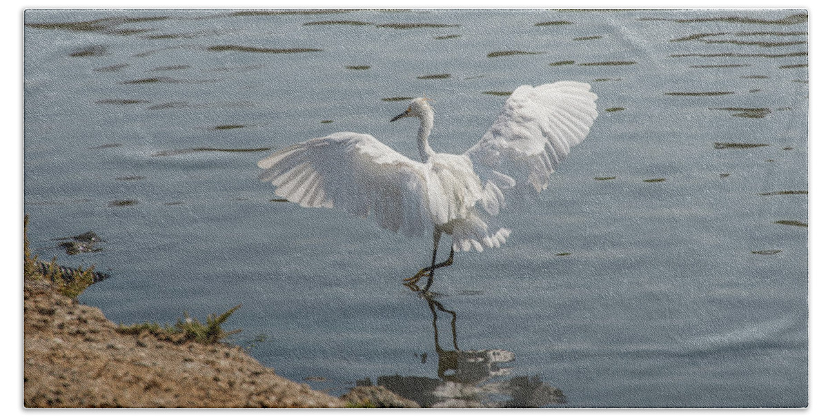 Bird Beach Towel featuring the photograph Are You Ready To Dance - Great Egret in Mtn View CA by Michael Bessler
