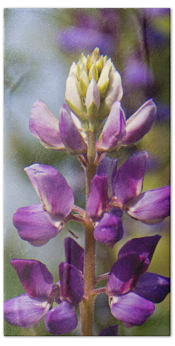 Purple Beach Sheet featuring the photograph Arizona Lupine by Kelly Holm