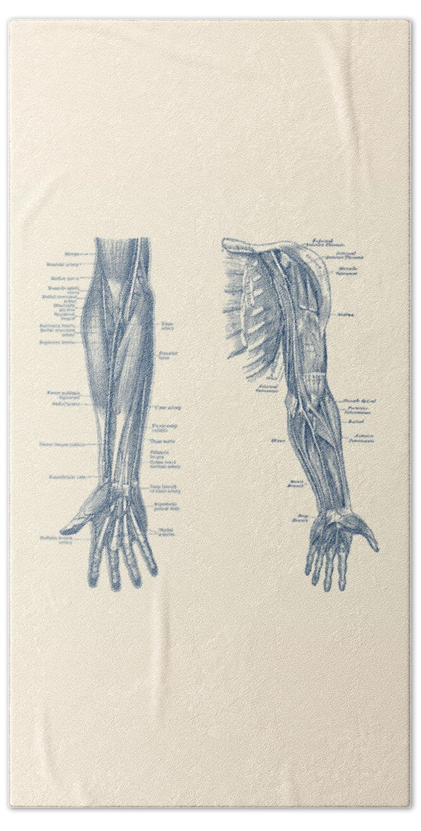 Arm Anatomy Beach Towel featuring the drawing Arm and Hand Diagram - Dual View - Vintage Anatomy by Vintage Anatomy Prints