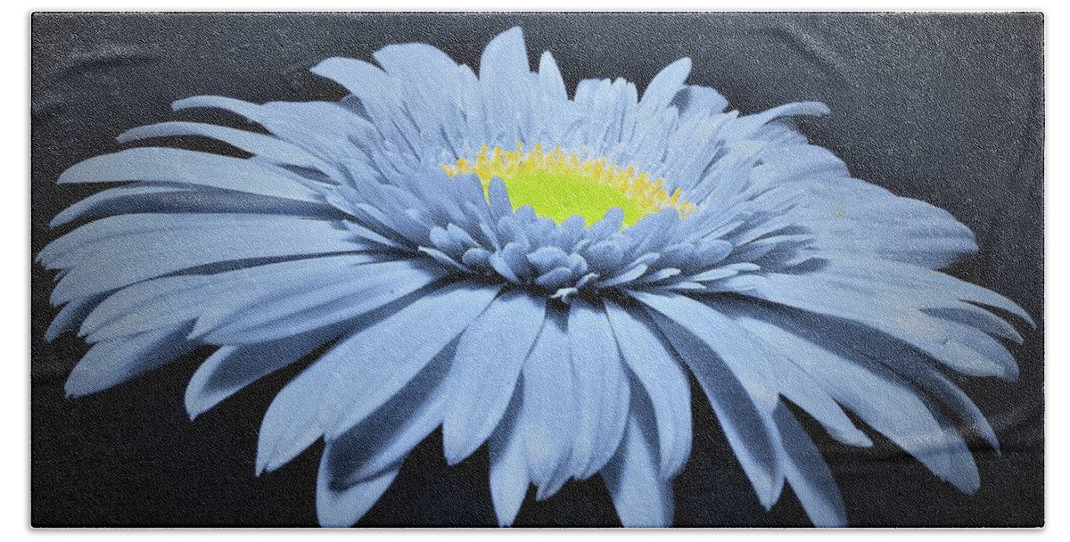 Daisy Beach Sheet featuring the photograph Artic Blue Gerber Daisy by Chad and Stacey Hall