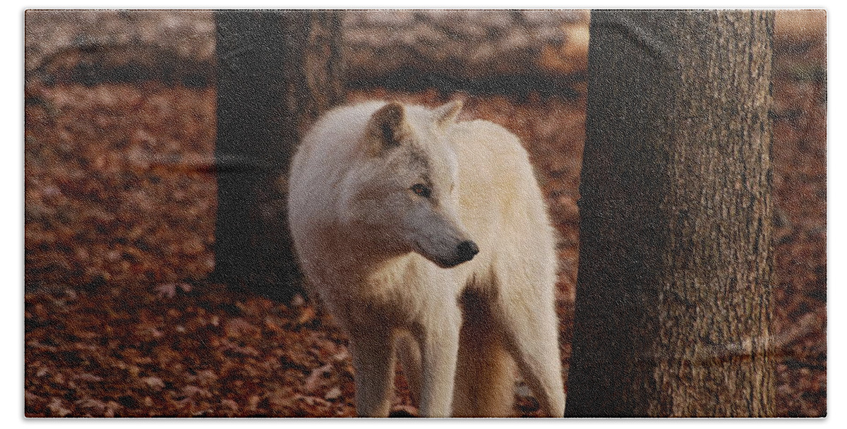 Wolf Beach Towel featuring the photograph Artic Wolf by Lori Tambakis