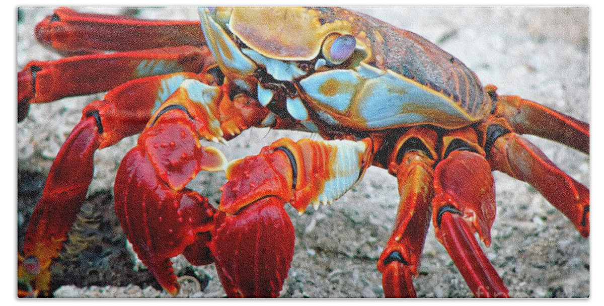 Nature Beach Sheet featuring the photograph Artistic Nature Red and Blue Rainbow Crab 908 by Ricardos Creations