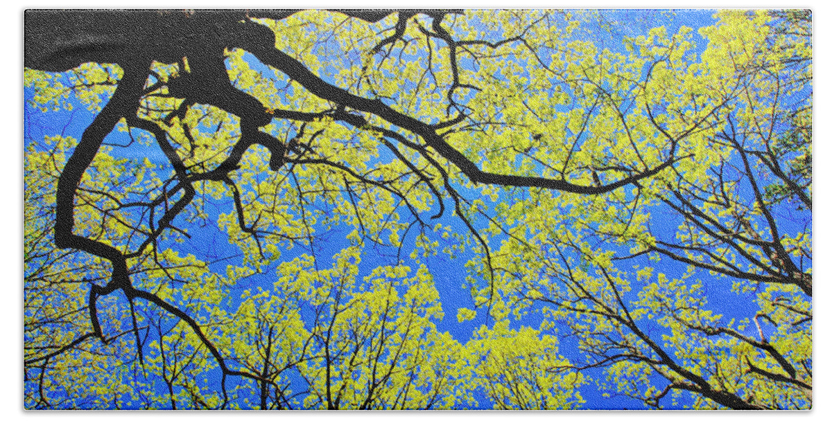 Tree Canopy Beach Sheet featuring the photograph Artsy Tree Canopy Series, Early Spring - # 03 by The James Roney Collection
