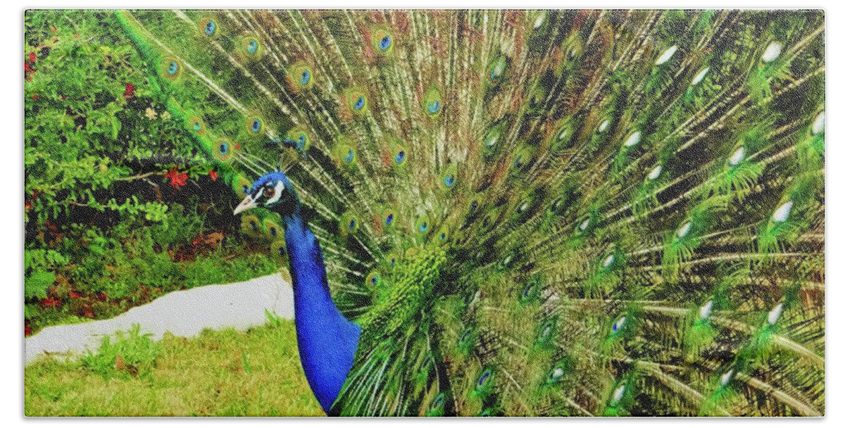 Peacocks Beach Towel featuring the photograph As The Feathers Fanned Up by Doris Aguirre