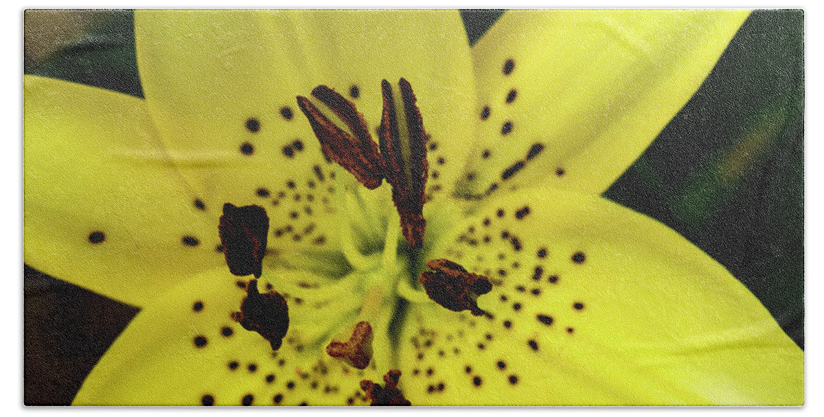 Jay Stockhaus Beach Sheet featuring the photograph Asiatic Lily by Jay Stockhaus