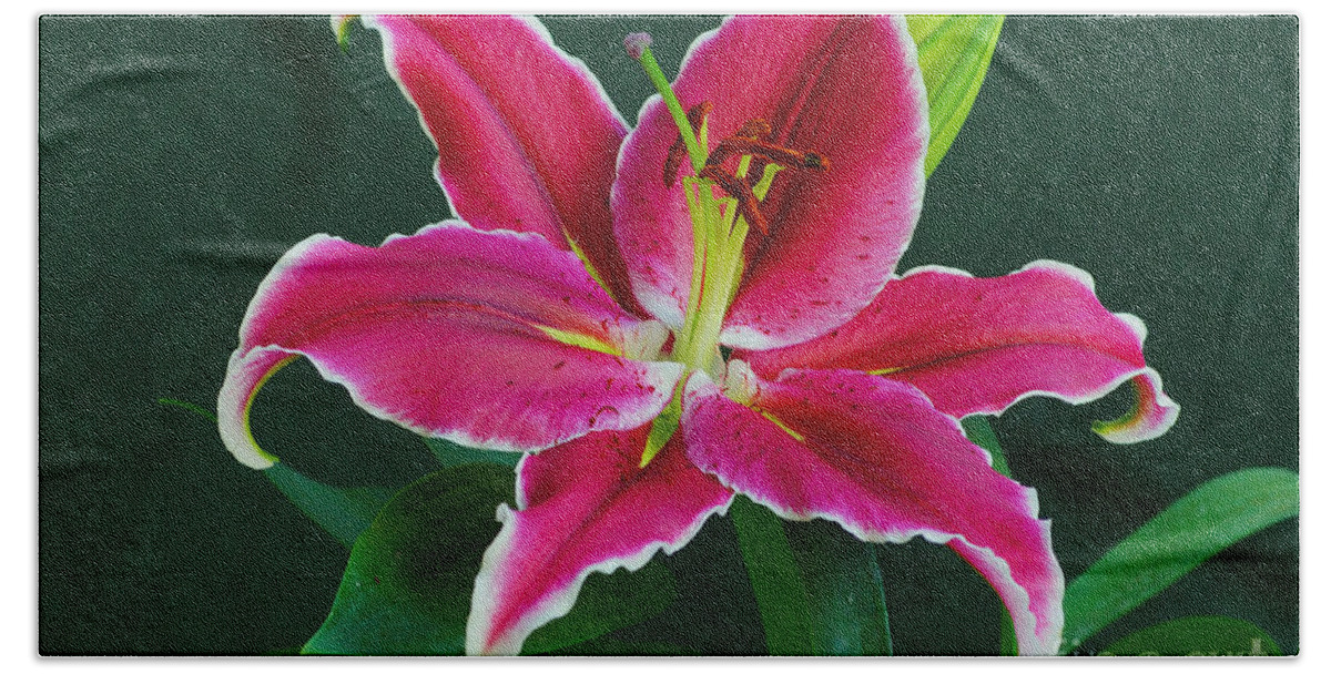 Floral Beach Towel featuring the photograph Oriental Lily aka Stargazer by Larry Nieland