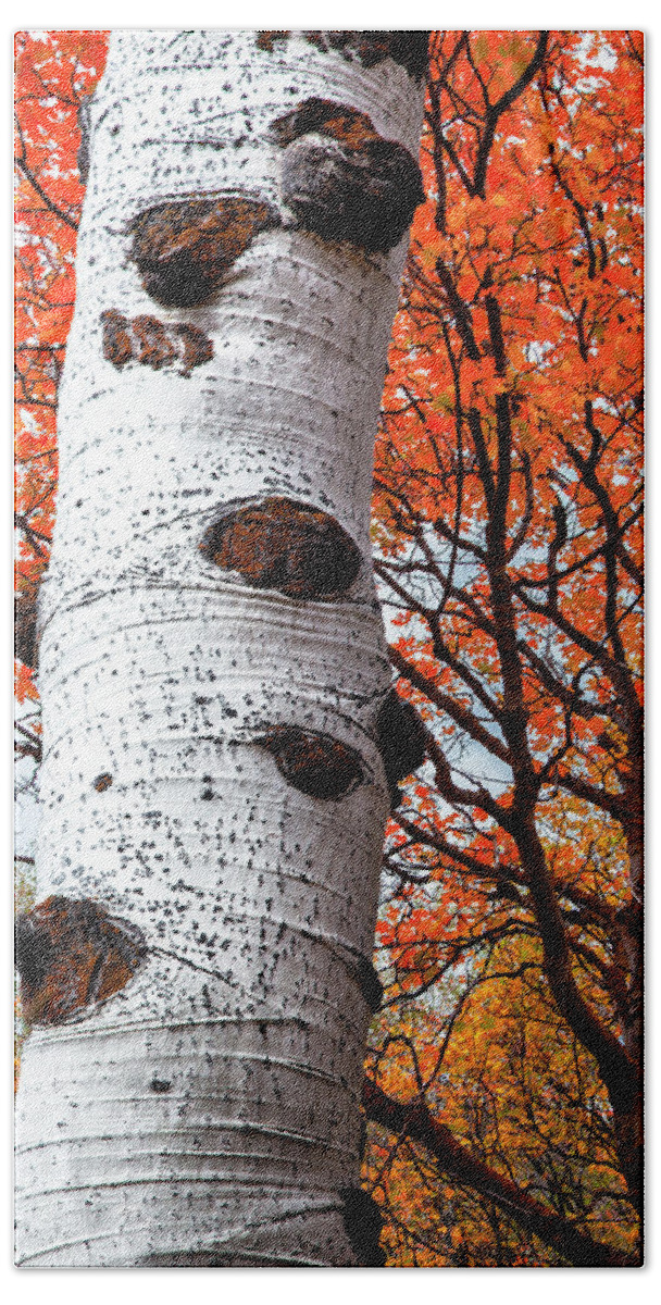 Aspen Trees Beach Towel featuring the photograph Aspen and Maple Trees Large Canvas Art, Canvas Print, Large Art, Large Wall Decor, Home Decor by David Millenheft