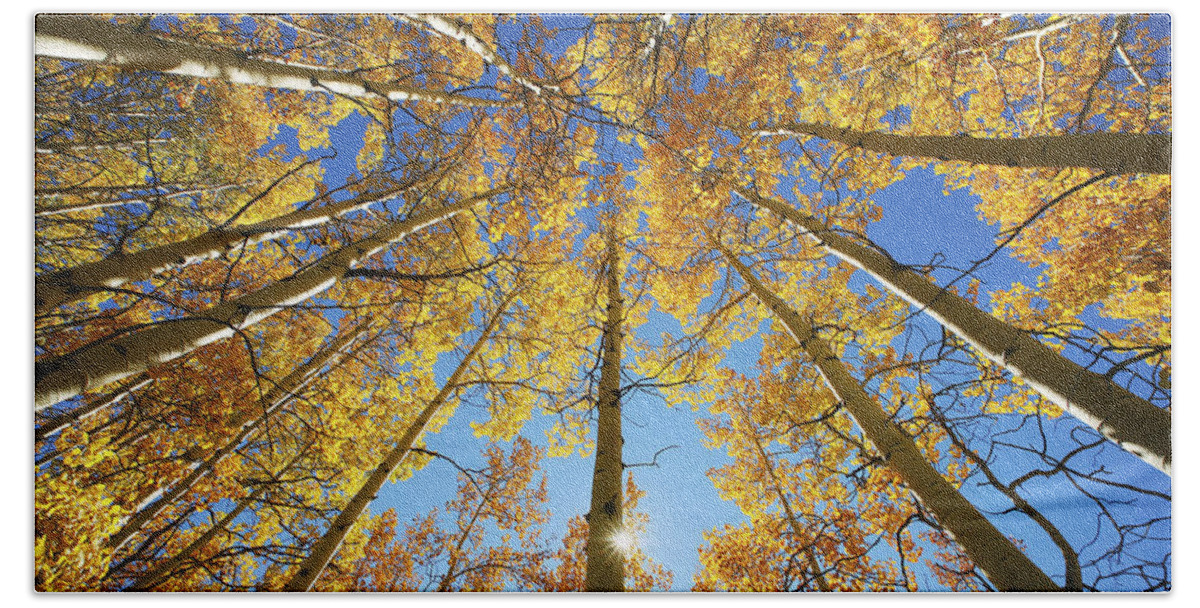 Aspen Beach Towel featuring the photograph Aspen Tree Canopy 2 by Ron Dahlquist - Printscapes
