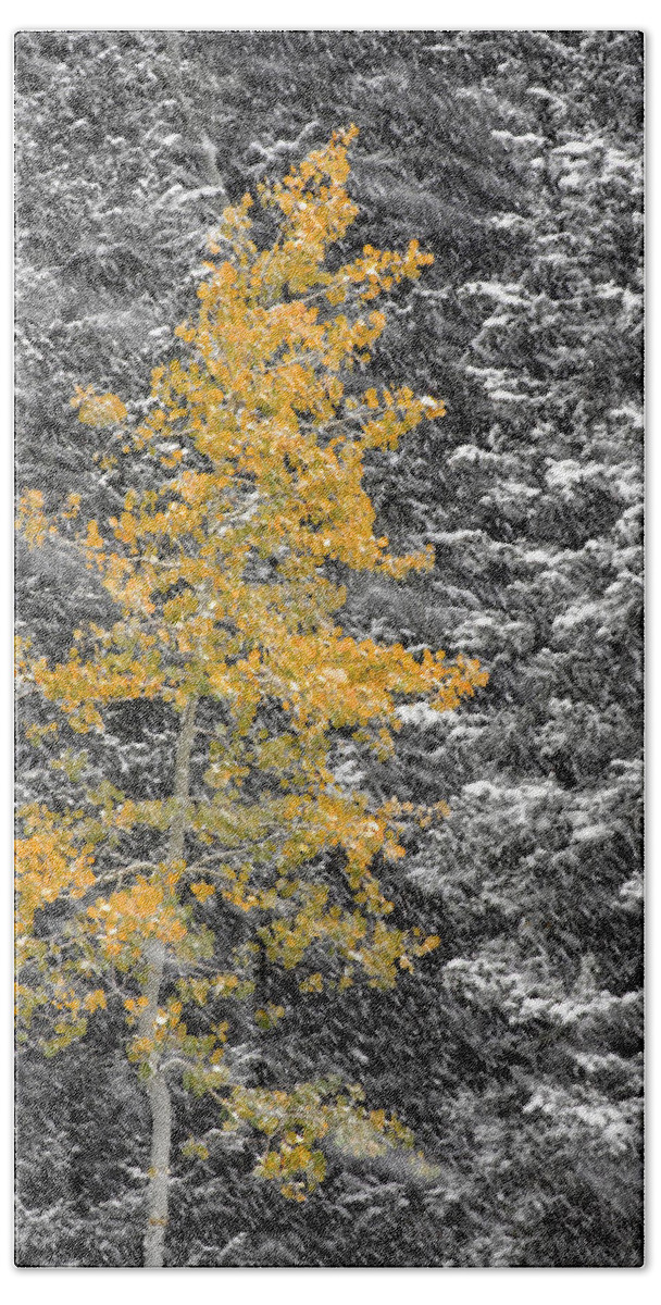 Landscape Beach Towel featuring the photograph Aspen Tree in Snow Storm by Brett Pelletier