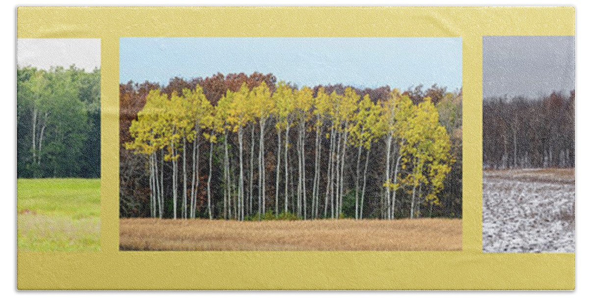 Trees Beach Sheet featuring the photograph Aspen Triptych by Peter Ponzio