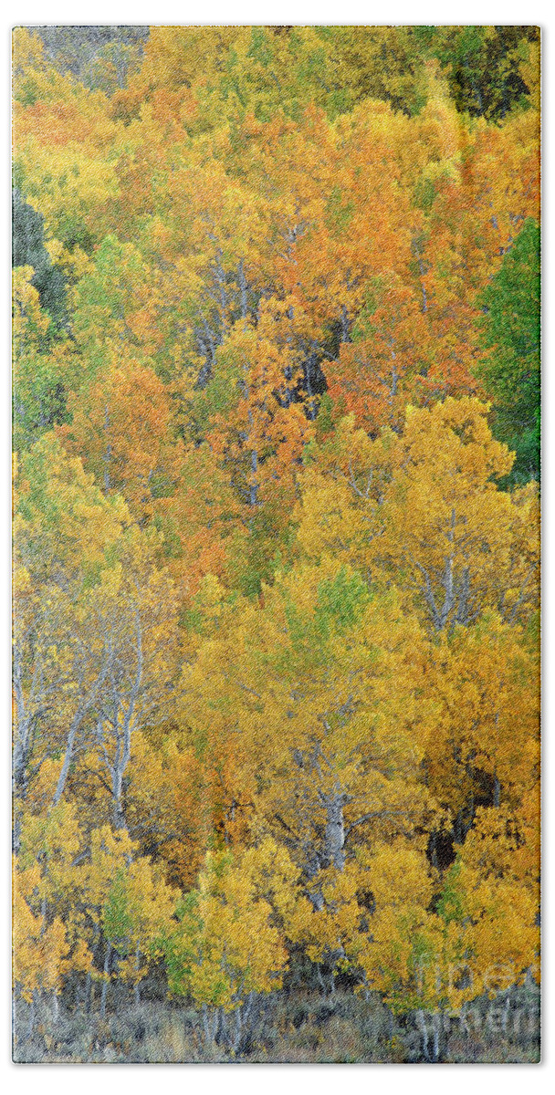 North America Beach Towel featuring the photograph Aspens in Fall Eastern Sierras California by Dave Welling