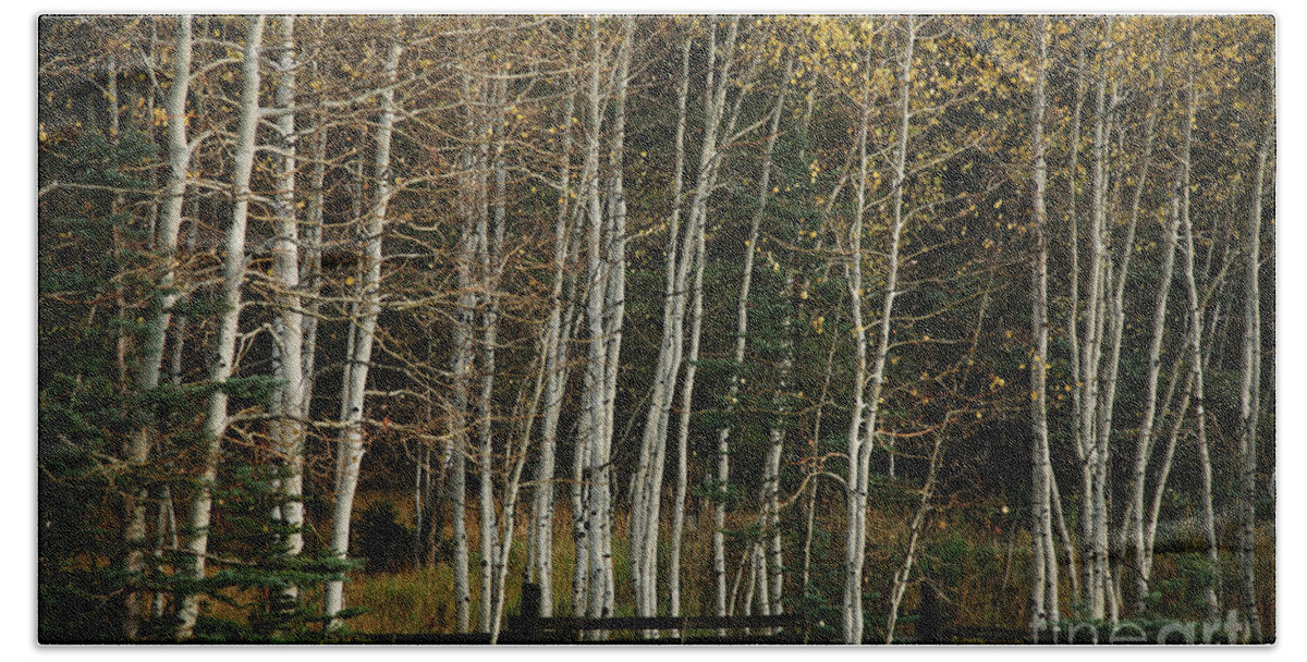 Landscape Beach Sheet featuring the photograph Aspens in the Fall by Timothy Johnson
