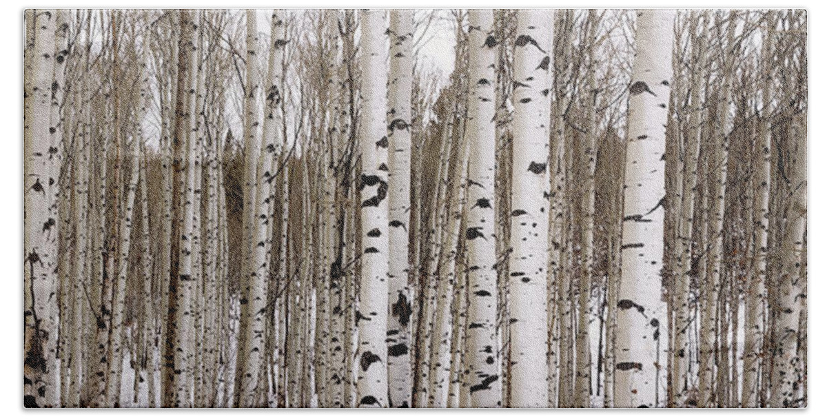 Aspen Beach Towel featuring the photograph Aspens In Winter Panorama - Colorado by Brian Harig