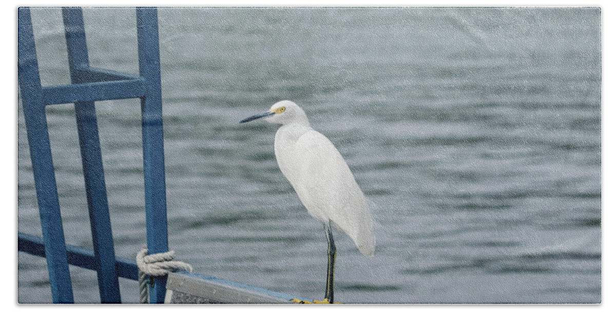Egret Beach Towel featuring the photograph At the Edge by Kim Hojnacki