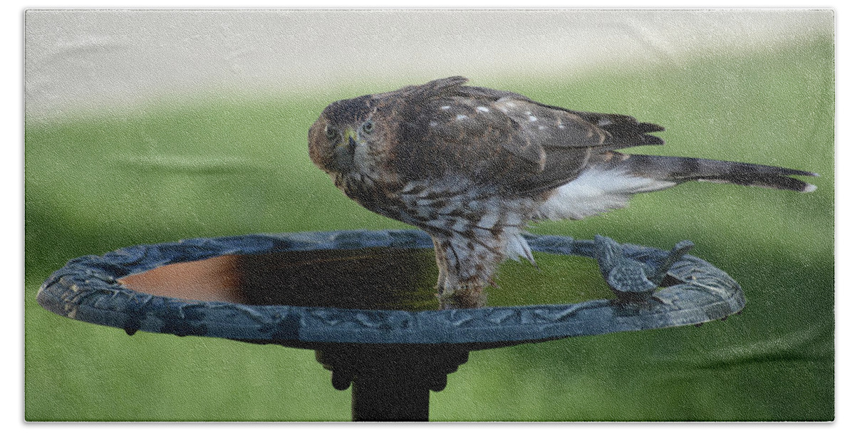 Coopers Hawk At A Birdbath-raptor-images Of Raeannm.garrett- Photography- Birds Of Colorado-immature Coopers Hawk- Colorado Birds-#raeannmgarrett Beach Towel featuring the photograph At the Water 2 by Rae Ann M Garrett
