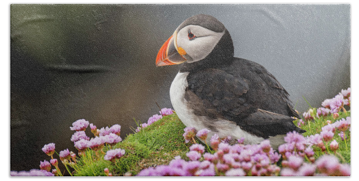 Atlantic Puffin Beach Sheet featuring the photograph Atlantic puffin by Arterra Picture Library