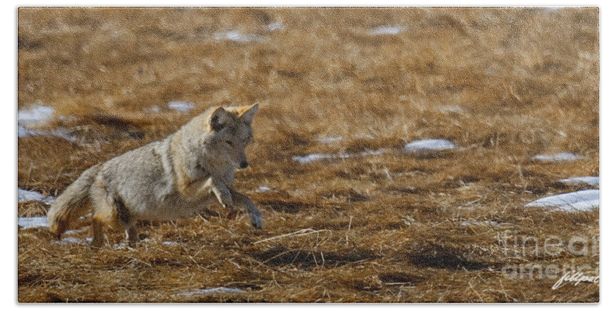 Coyote. Rocky Mountain National Park Beach Towel featuring the photograph Attack by Bon and Jim Fillpot