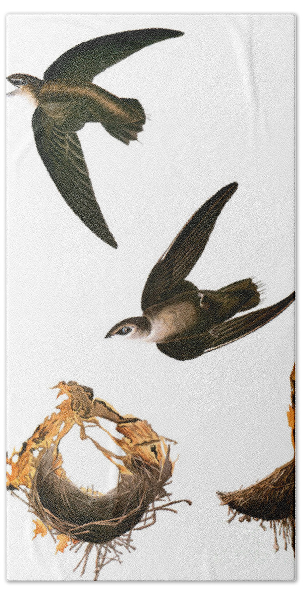1838 Beach Towel featuring the photograph Audubon: Swift by Granger