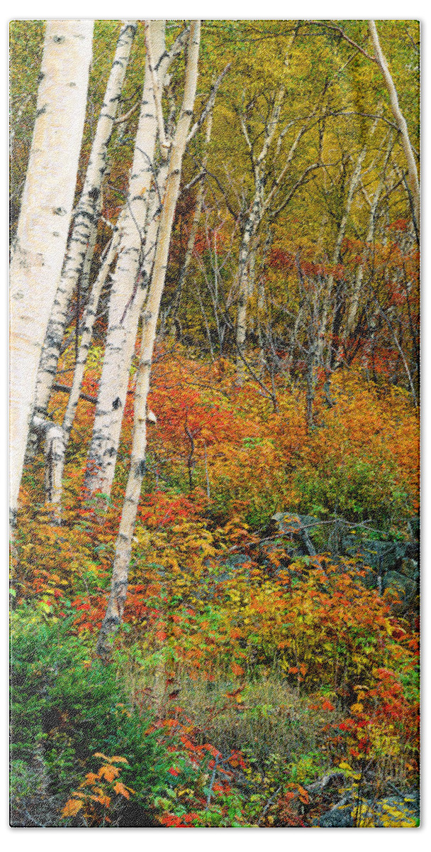 Adirondack Mountains Beach Sheet featuring the photograph Autumn Birch by Frank Houck