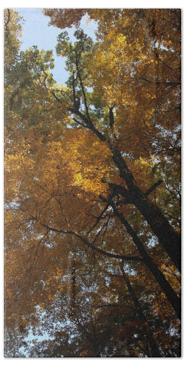 Autumn Fall Trees Orange Landscape Photography Photograph Digital Art Beach Sheet featuring the photograph Autumn Canopy by Shari Jardina
