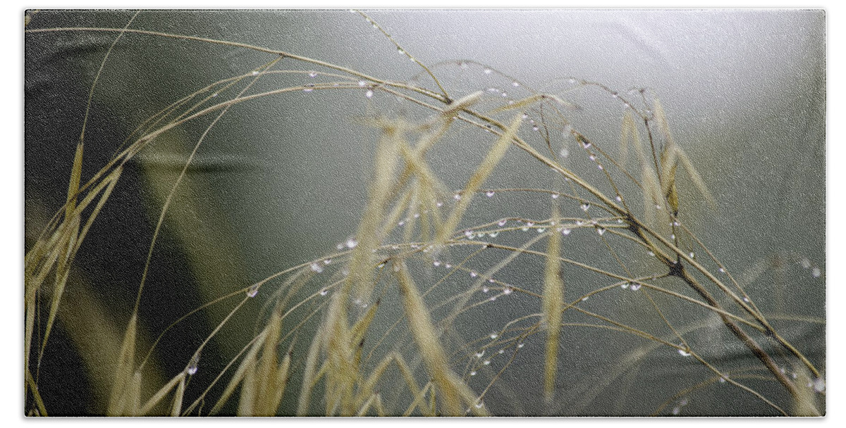 Autumn Beach Towel featuring the photograph Autumn dew on grass by Spikey Mouse Photography