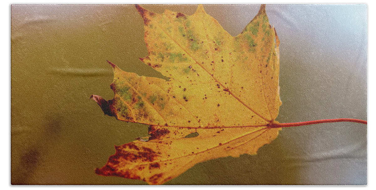 Leaf Beach Towel featuring the photograph Autumn #e by Leif Sohlman