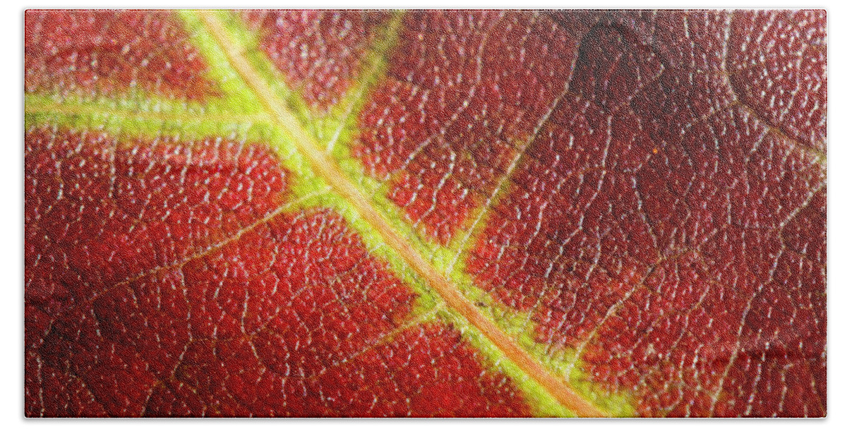 Fall Beach Towel featuring the photograph Autumn Fall Leaf Close Up by Rick Deacon