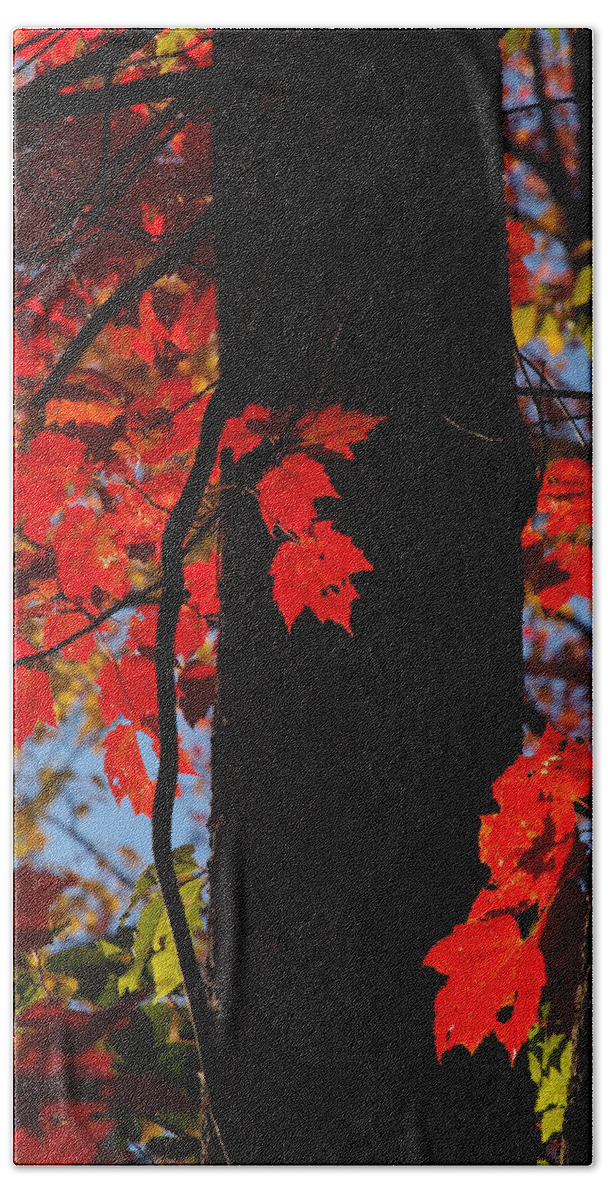 Nature Beach Towel featuring the photograph Autumn Glow by Dorothy Lee