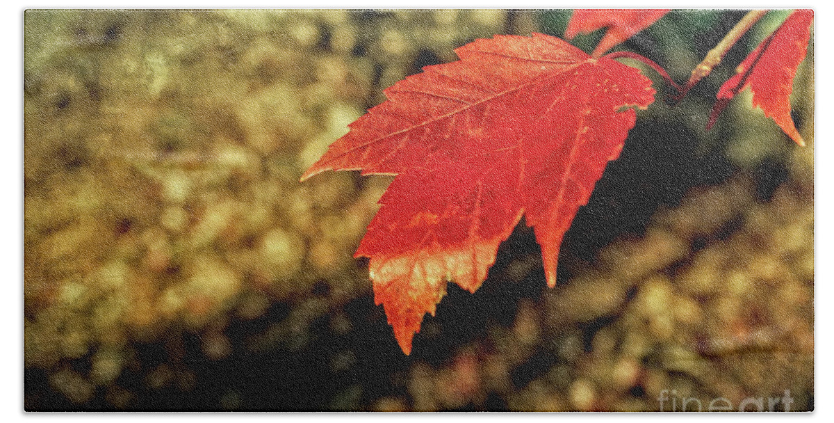 Fall Foliage Beach Sheet featuring the photograph Autumn Gold by Anita Pollak