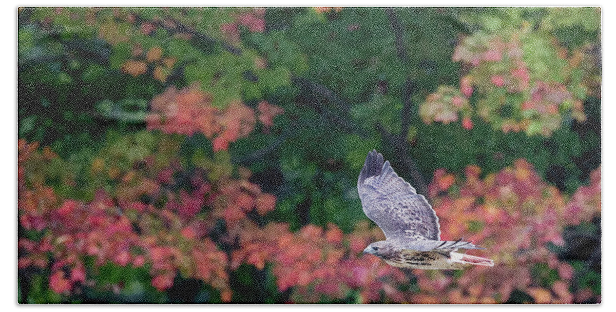 Square Beach Towel featuring the photograph Autumn Hawk square by Bill Wakeley