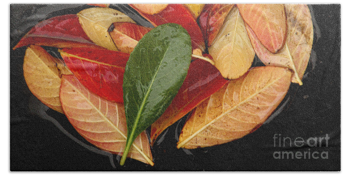 Tree Leaves Beach Towel featuring the photograph Autumn Leaves have Fallen, California by Wernher Krutein