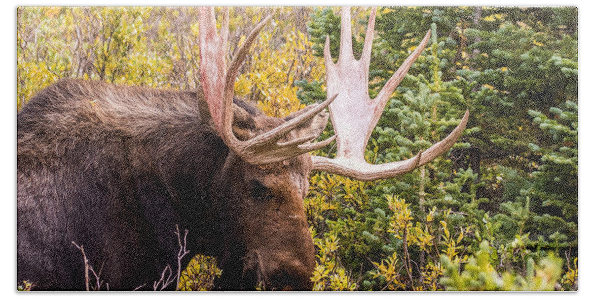 Moose Beach Towel featuring the photograph Autumn Moose #2 by Mindy Musick King