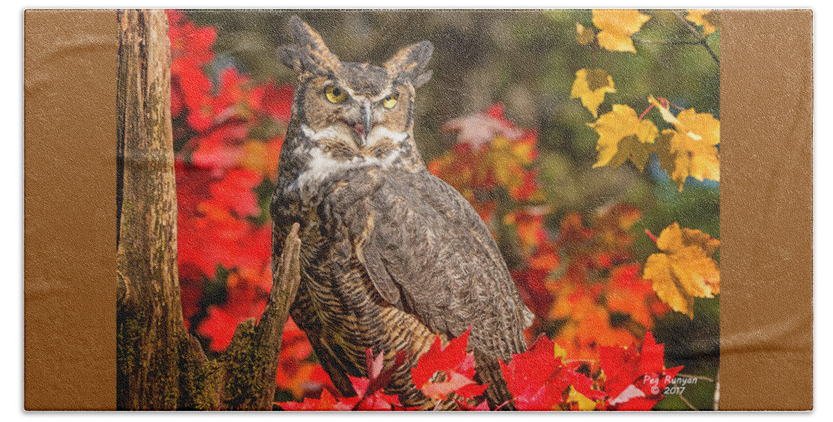 Owl Beach Sheet featuring the photograph Autumn Owl by Peg Runyan