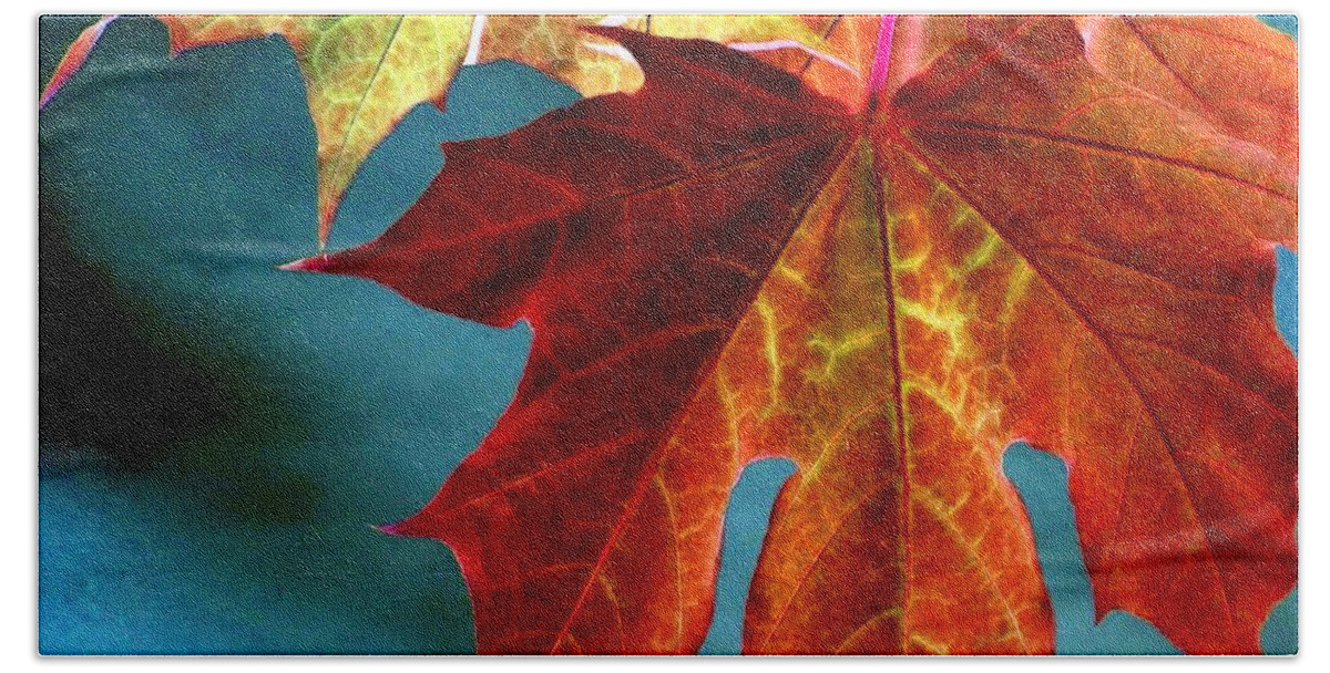 Maple Leaves Beach Towel featuring the photograph Autumn Regalia by Will Borden