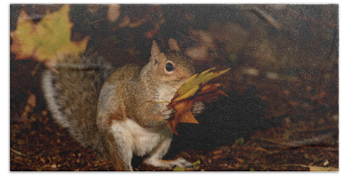 Autumn Beach Sheet featuring the photograph Autumn Squirrel by Matt Malloy