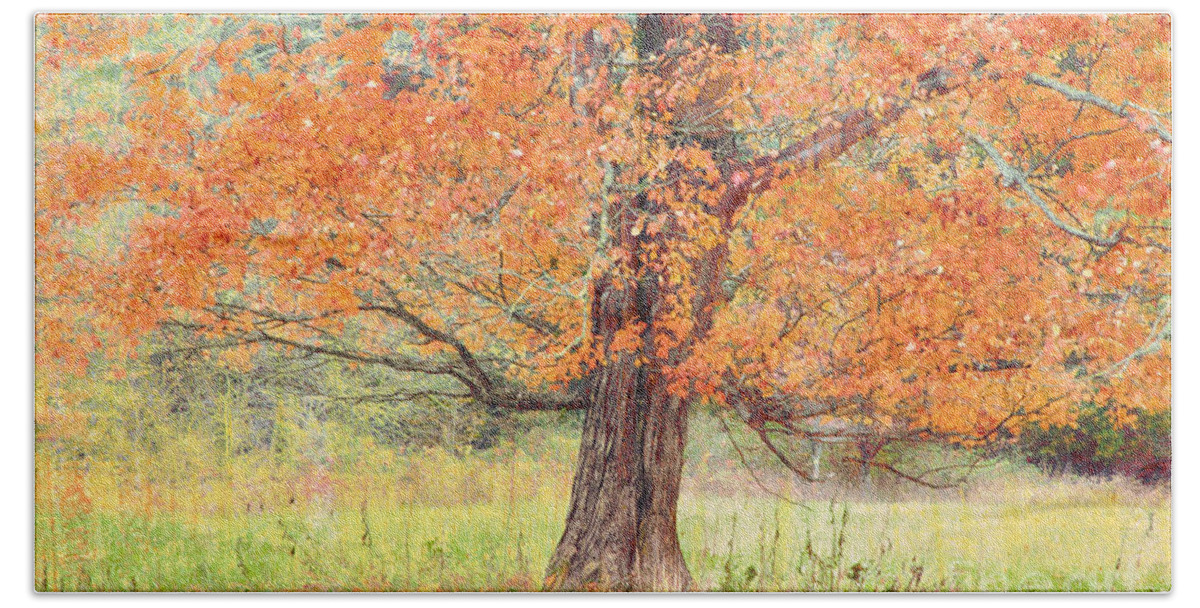 Fall Beach Sheet featuring the photograph Autumn Tree by Geraldine DeBoer